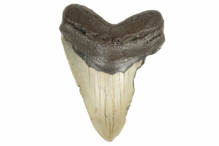 Bargain, Fossil Megalodon Tooth - Serrated Blade #190902